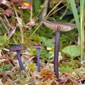 Entoloma anatinum bi3752