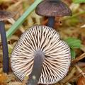 Entoloma anatinum bi3786