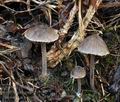 Entoloma araneosum bv6785