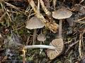 Entoloma araneosum bv6793