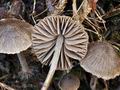 Entoloma araneosum bv6794