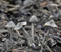 Entoloma_araneosum_hz2433