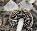 Entoloma_araneosum_hz2452