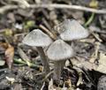 Entoloma_araneosum_hz2459