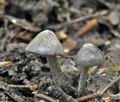 Entoloma_araneosum_hz2462