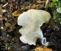 Entoloma byssisedum bv2947