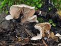 Entoloma byssisedum bv2953