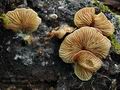 Entoloma byssisedum bv3039