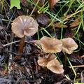 Entoloma_caccabus_bm5950