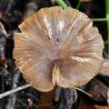 Entoloma_caccabus_bm5952