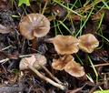 Entoloma_caccabus_bm5958