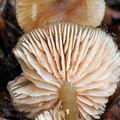 Entoloma_caccabus_bm5963