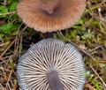 Entoloma_caesiocinctum_ce7512s