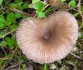 Entoloma_caesiocinctum_ce7540s