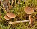 Entoloma_cetratum_br6084