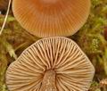 Entoloma_cetratum_br6088