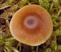 Entoloma_cetratum_br6097