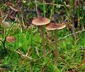 Entoloma cetratum bv7640