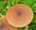 Entoloma cetratum bv7644