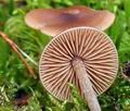 Entoloma cetratum bv7650