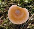 Entoloma_cetratum_cb6410