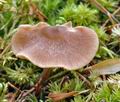 Entoloma_cetratum_cb6492