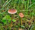 Entoloma_cetratum_jd8321