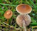 Entoloma_cetratum_jd8326