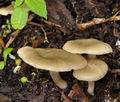 Entoloma_clypeatum_br6169