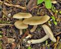 Entoloma_clypeatum_br6172