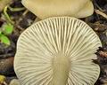 Entoloma_clypeatum_br6176