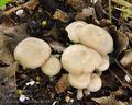 Entoloma_clypeatum_br6185