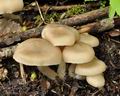 Entoloma_clypeatum_br6187