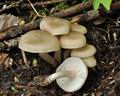 Entoloma_clypeatum_br6190