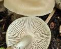 Entoloma_clypeatum_br6198