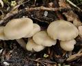 Entoloma_clypeatum_br6204