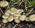 Entoloma_clypeatum_br6208