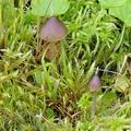 Entoloma_cuspidiferum_bk5524