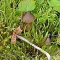 Entoloma_cuspidiferum_bk5533