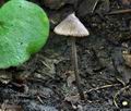 Entoloma dysthaloides bv2455