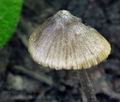 Entoloma dysthaloides bv2459