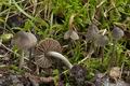 Entoloma_dysthaloides_ce7979s