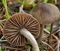 Entoloma_dysthaloides_ce7990s