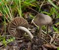 Entoloma_dysthaloides_ce8000s