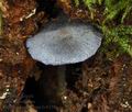 Entoloma_euchroum_bs8157