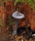 Entoloma_euchroum_bs8167