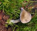 Entoloma_euchroum_bs8173