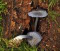 Entoloma_euchroum_bs8183