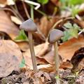 Entoloma hirtipes bf3010