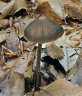 Entoloma_hirtipes_br5048